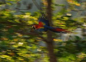 lapa in flight